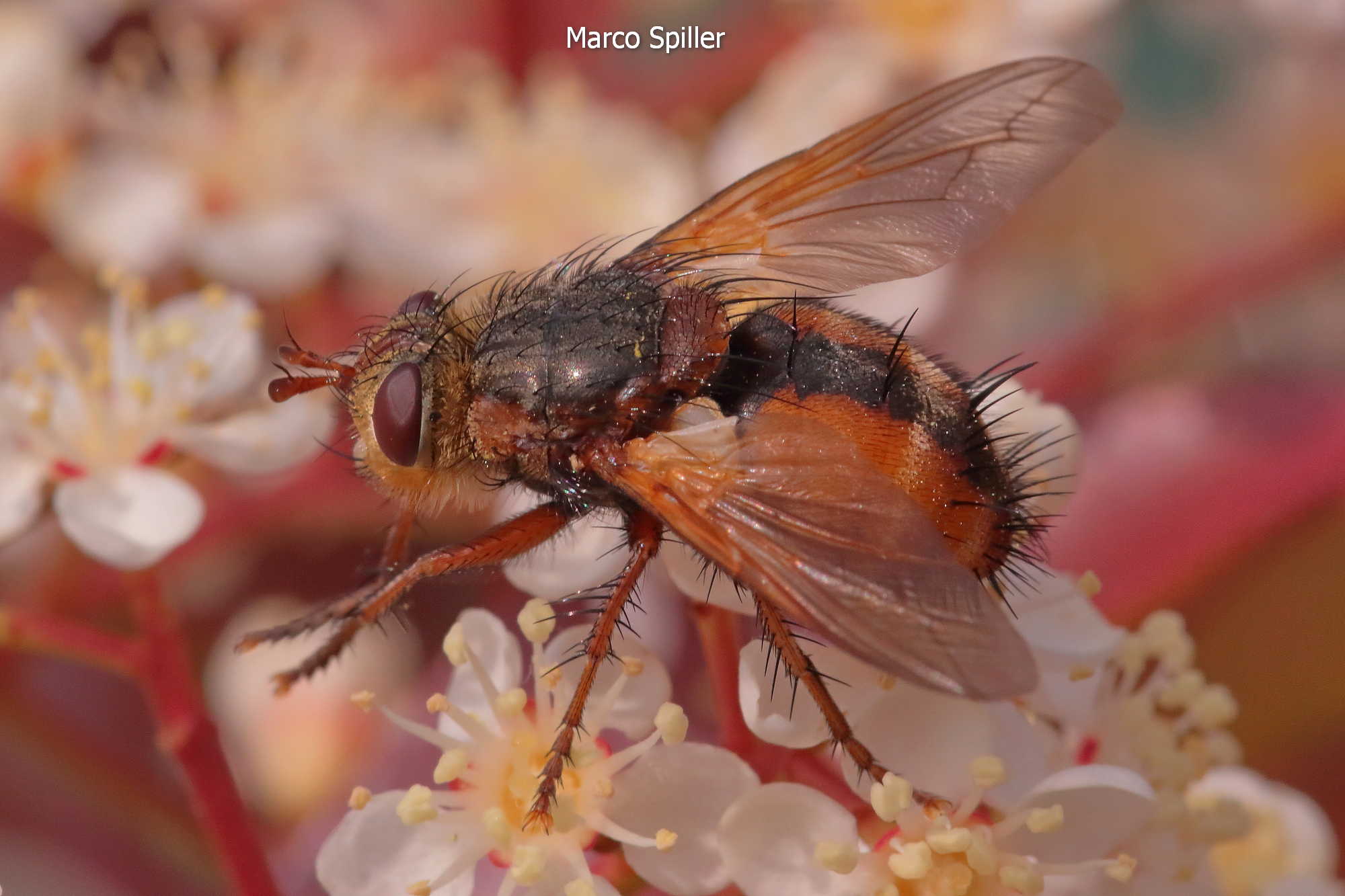 Tachina fera